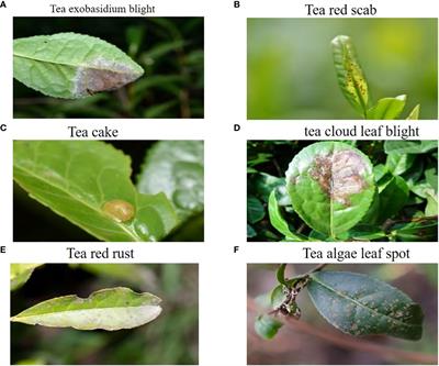 TeaDiseaseNet: multi-scale self-attentive tea disease detection